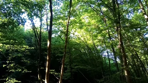 Trees in spring Stock Footage 110799956