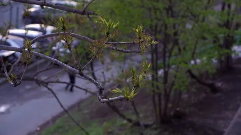 Trees in spring Stock Footage 153835441