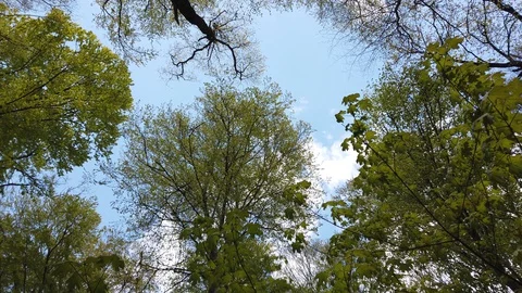 Trees in the spring forest amid the sky.	 Stock-Footage 129380469