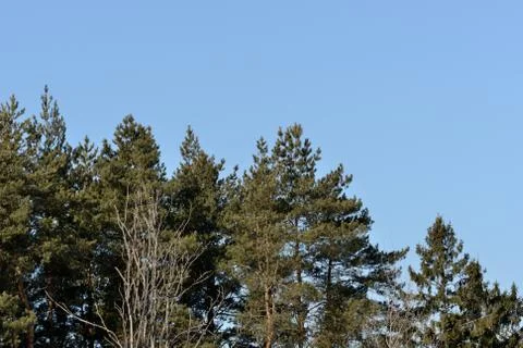 Trees in the spring forest on a background of blue sky Stock Photos