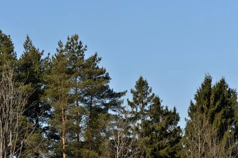 Trees in the spring forest on a background of blue sky Stock Photos