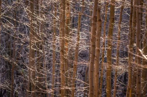 Trees in the spring forest Stock Photos