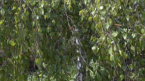 Trees with spring green leaves Stock Footage 168645811