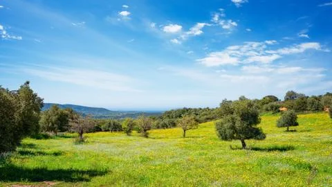 Trees in a spring meadow Stock Photos