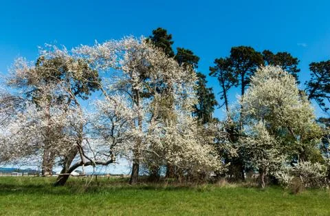 Trees of Spring Stock Photos