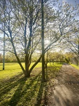 Trees in Spring Stock Photos