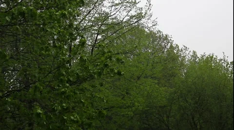 Trees an a spring storm Stock Footage 50074746