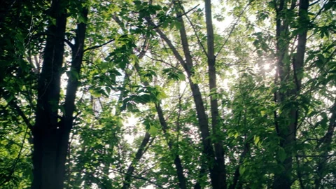 Trees in spring at sunset Stock Footage 109472905