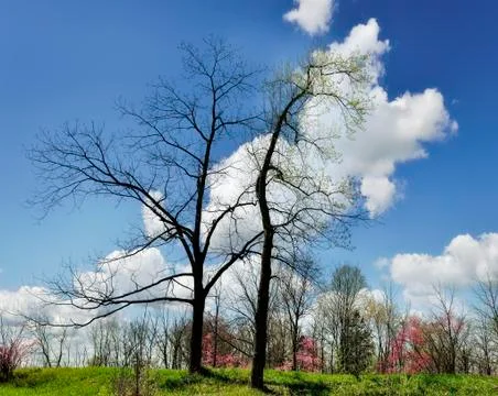 Trees in the spring time Stock Photos