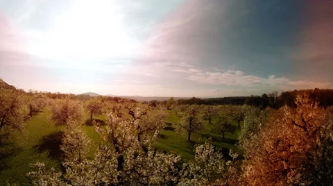Trees in springtime. flowers plants nature background. summertime. aerial view 動画素材 38271051