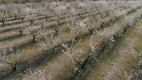 Trees In Springtime. Sunshine Light. Flying. Aerial View. Stock-Footage 106253547