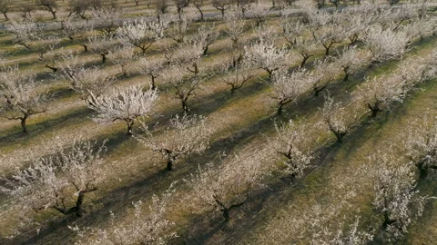 Trees In Springtime. Sunshine Light. Flying. Aerial View. Video stock 106254123