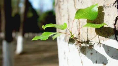 Trees sprout in spring 動画素材 257289925