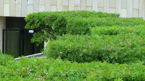 Trees with square crowns in the Park Video stock 109200712