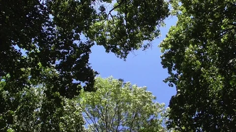 Trees stagger in the sky Vídeo Stock 91227729