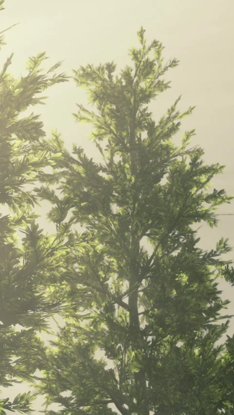 Trees stand in daylight with green leaves and clear sky in background Stock Footage 346755779