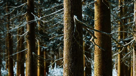 Trees stand in a forest covered with snow during winter season in a remote area Stock Footage 340221356