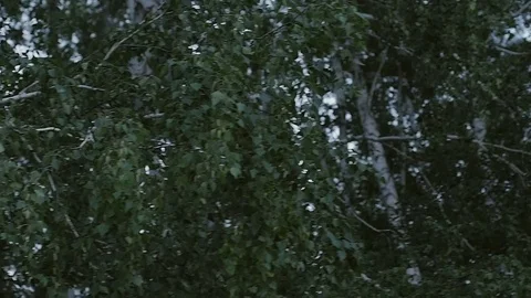 Trees stand in the forest Video stock 79594412