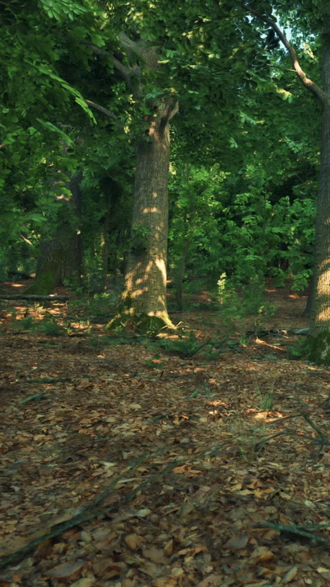 Trees stand in a forest with green leaves on a sunny day in fall season Stock Footage 339105291