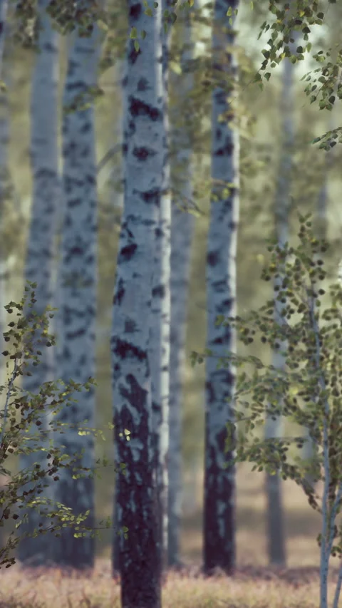 Trees stand in a forest with green leaves and light filtering through Stock Footage 346758585