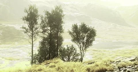 Trees stand gracefully in a serene landscape under soft sunlight near water Stock Illustration