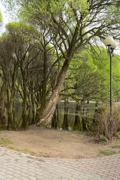 Trees stand in a large puddle of water. Tree roots are flooded with water Stock Photos