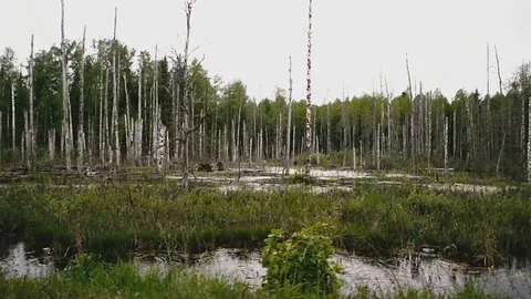 Trees stand in the marshes Stock Footage 81814214