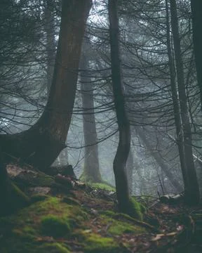 Trees stand in the moss in the forest Stock Photos