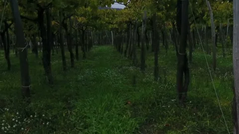 Trees stand next to each other in a row Stock-Footage 102095319