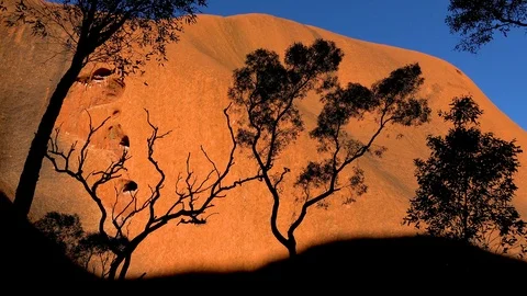 Trees stand out in stark relief against Ayers Rock Uluru Australia in morning Stock Footage 95214138