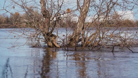 Trees stand partially submerged in the flooded Sacramento River Stock Footage 325820545