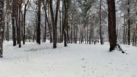 Trees stand in the snow, winter forest. Vídeos de archivo 262045752
