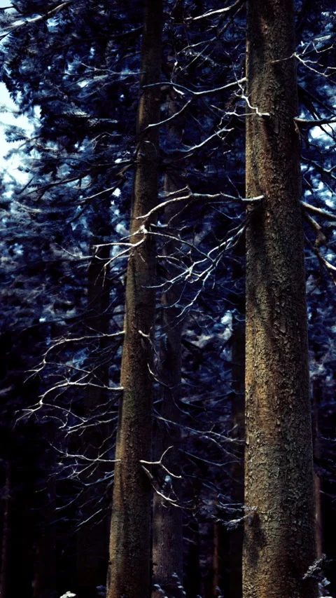 Trees stand tall in a dark forest during winter with patches of snow Stock Footage 334167425