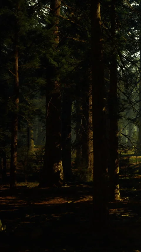 Trees stand tall in a dense forest during the day showing light and shadow Stock Footage 339949486