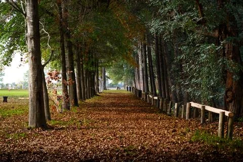 Trees stand tall on either side of a quiet path Stock Photos