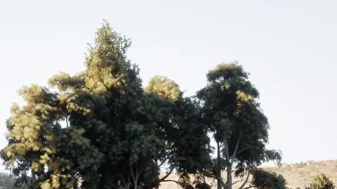 Trees stand under a clear sky in a natural setting during the afternoon Stock Footage 345063986