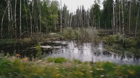 Trees stand in the water Stock Footage 81813454