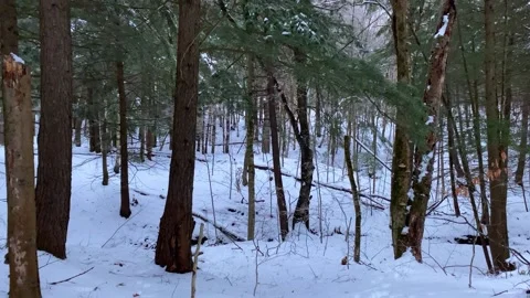Trees Standing Above a Bed of Snow Stock Footage 286394141