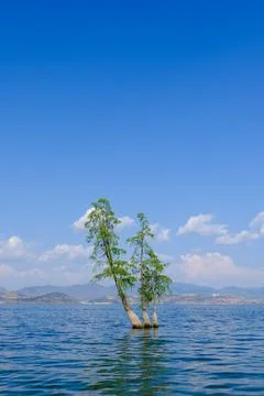 Trees standing in blue lake under clear sky Stock Photos
