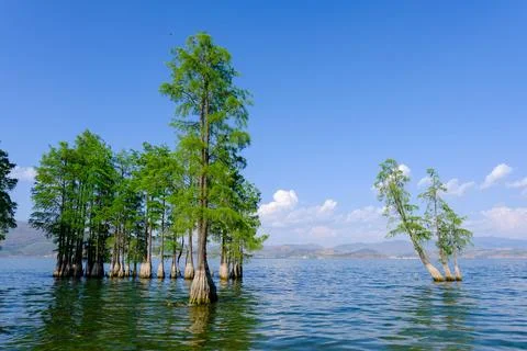 Trees standing in a calm lake under blue sky Stock Photos