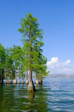Trees standing in a calm lake under blue sky Stock Photos