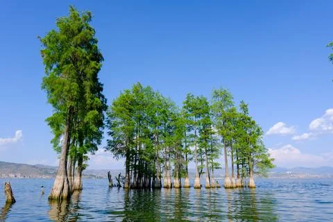 Trees standing in calm lake under blue sky Stock Photos