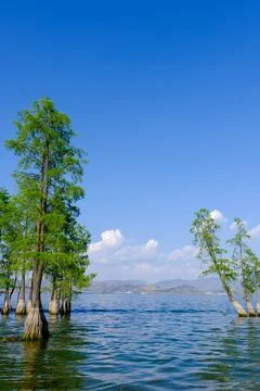 Trees standing in calm lake under blue sky Stock Photos