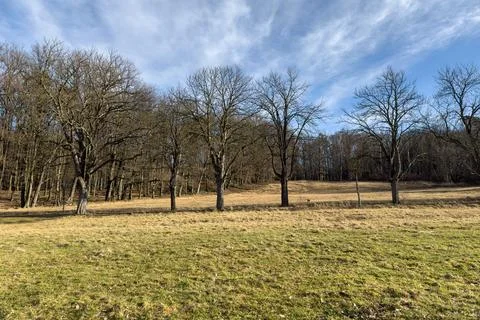 Trees Standing in a Field Stock Photos