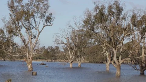 Trees standing in flooded landscape Stock Footage 71605232