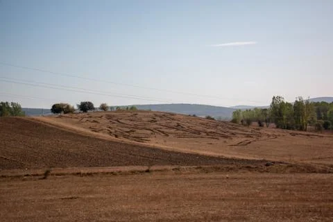 Trees standing on land Stock Photos