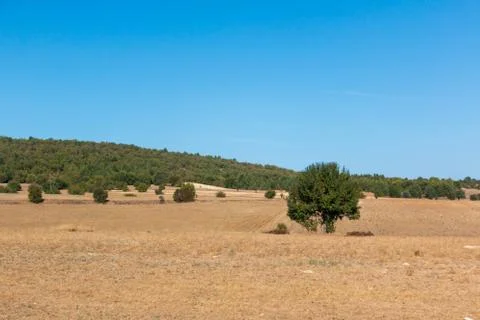 Trees standing on land Stock Photos