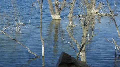 Trees standing in water during spring floods. Stock Footage 252839331