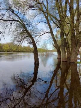 Trees standing in water during spring flood. Stock Photos