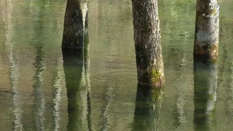 Trees standing in the water Video stock 144596667